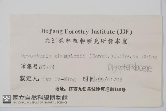 闊鱗鱗毛蕨藏品圖，第2張