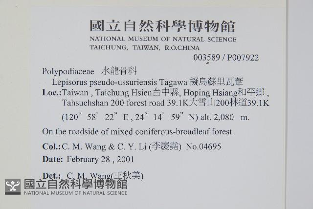 擬烏蘇里瓦葦藏品圖，第2張