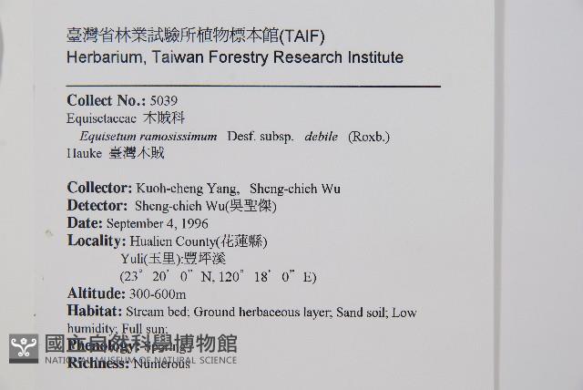 臺灣木賊藏品圖，第1張