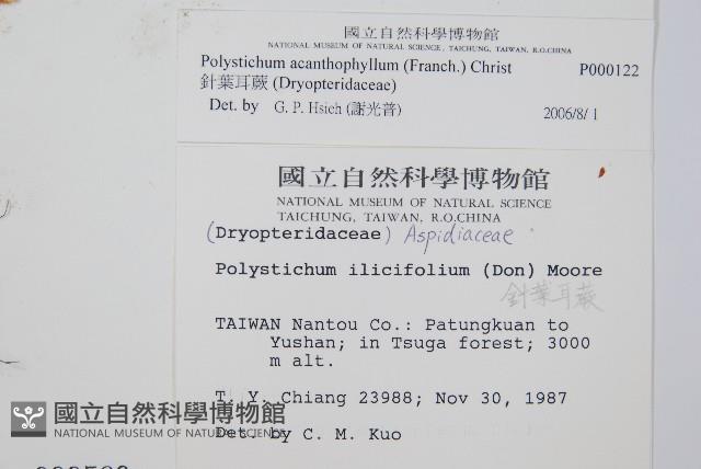 硬葉耳蕨藏品圖，第2張