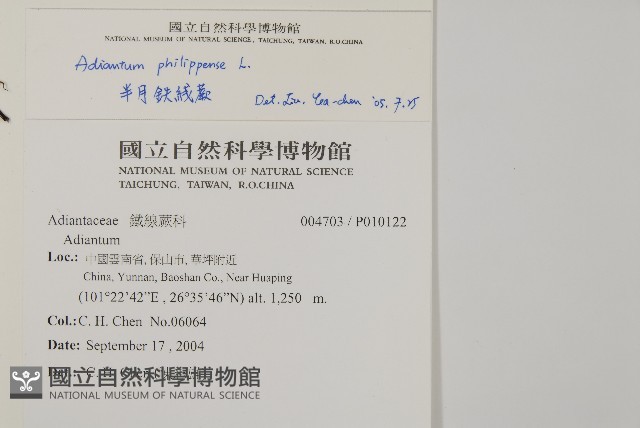 半月形鐵線蕨藏品圖，第2張
