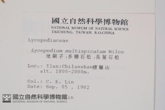 地刷子、多穗石松藏品圖，第2張