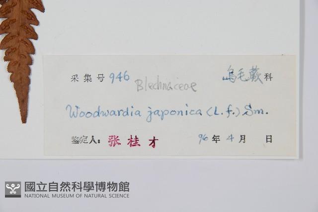 日本狗脊蕨藏品圖，第2張