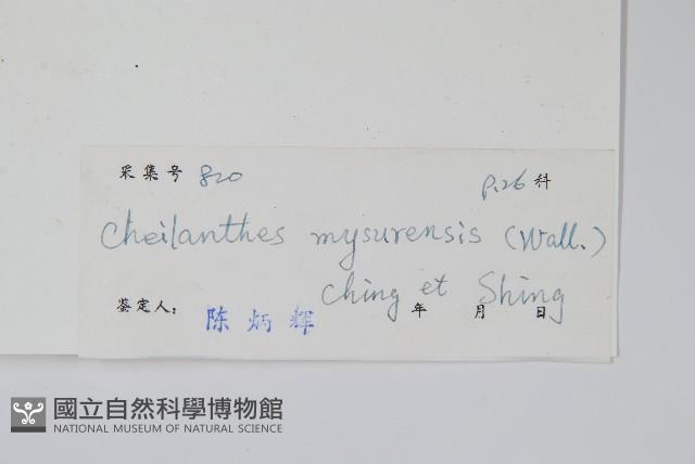 細葉碎米蕨藏品圖，第2張