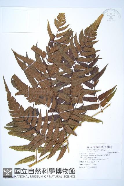 廣葉鋸齒雙蓋蕨藏品圖，第1張