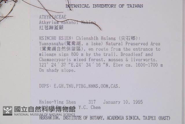 紅苞蹄蓋蕨藏品圖，第2張