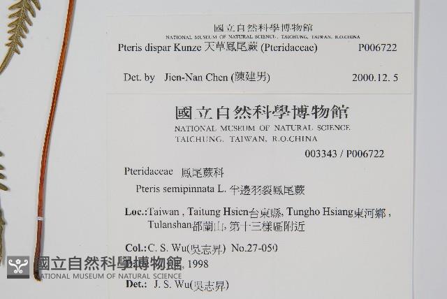 天草鳳尾蕨藏品圖，第2張