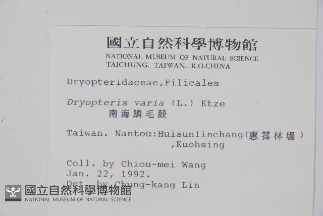 南海鱗毛蕨藏品圖，第2張