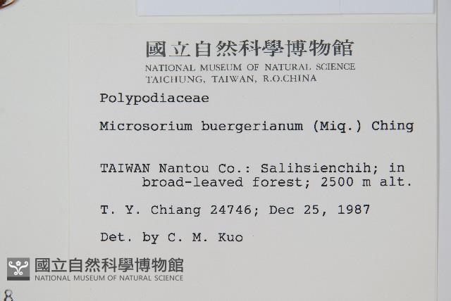 波氏星蕨藏品圖，第2張