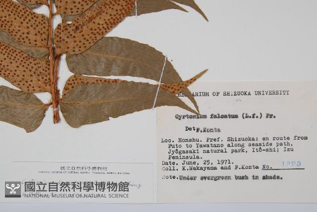 披針貫眾蕨藏品圖，第2張