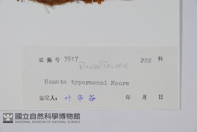 圓蓋陰石蕨藏品圖，第2張