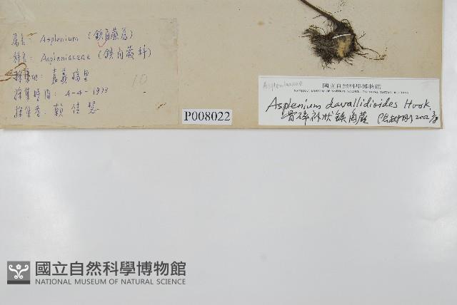 骨碎補鐵角蕨藏品圖，第2張