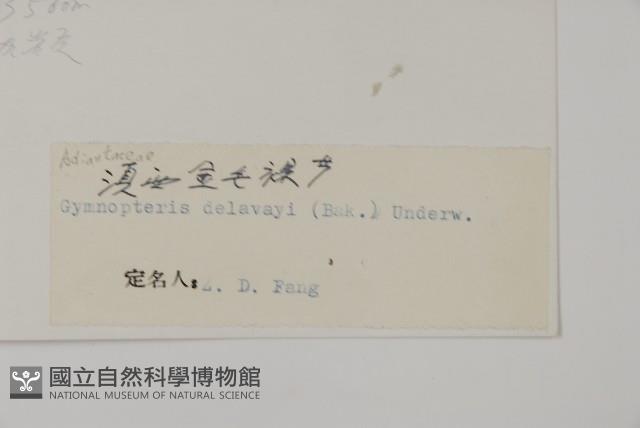 滇西金毛裸蕨藏品圖，第2張