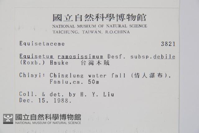 臺灣木賊藏品圖，第2張