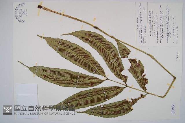 台灣原始觀音座蓮藏品圖，第1張