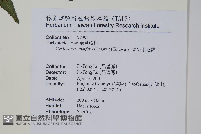 突尖小毛蕨藏品圖，第2張