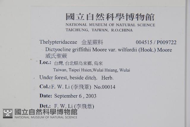 威氏聖蕨藏品圖，第2張