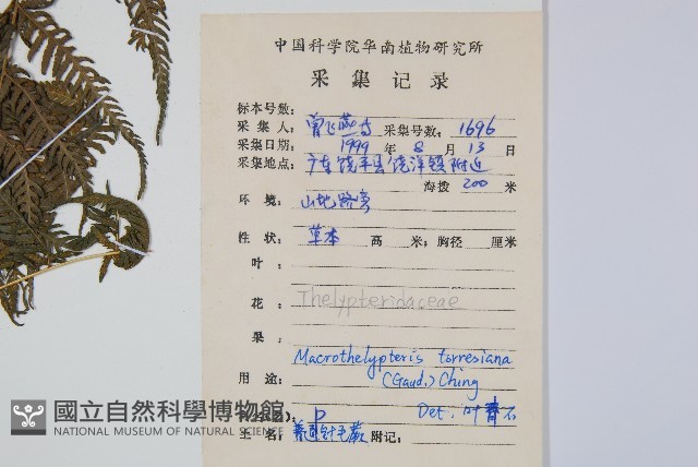 大金星蕨藏品圖，第2張