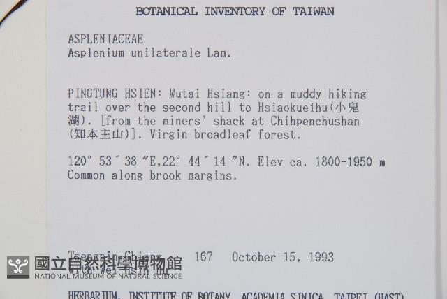 複齒鐵角蕨藏品圖，第2張