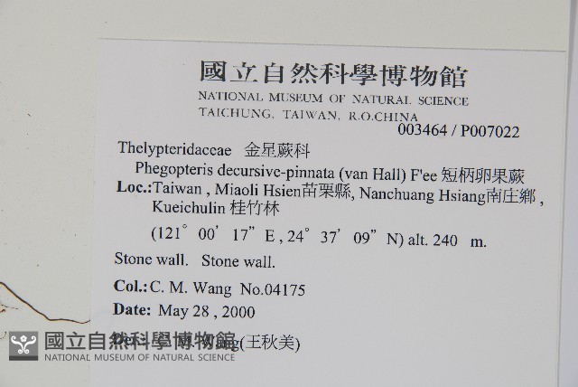 翅軸假金星蕨、短柄卵果蕨藏品圖，第2張