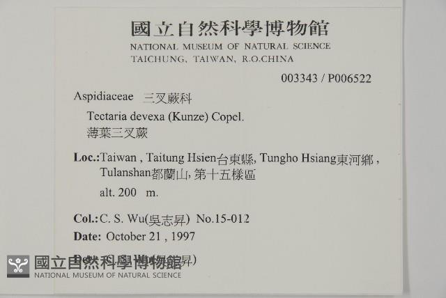 薄葉三叉蕨藏品圖，第2張