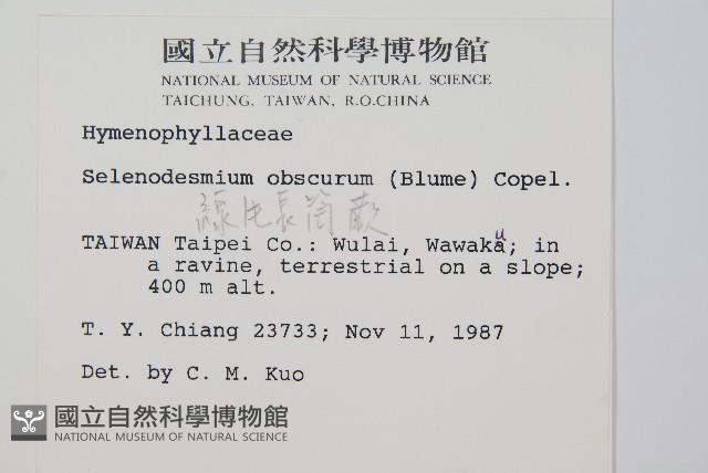 線片長筒蕨藏品圖，第2張