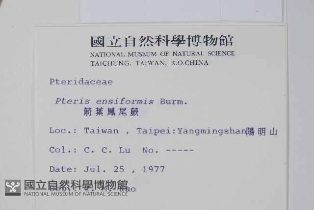 箭葉鳳尾蕨藏品圖，第2張