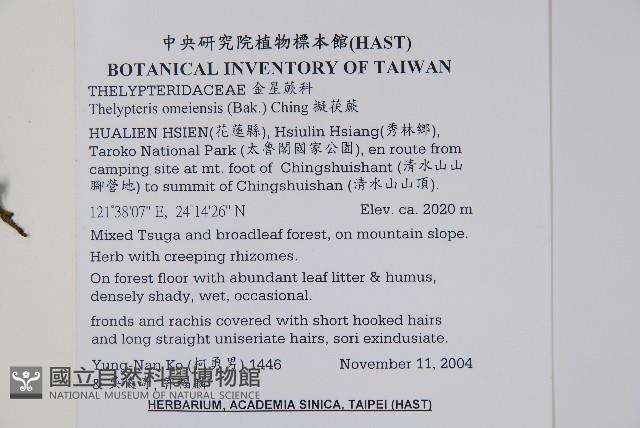 擬茯蕨藏品圖，第2張