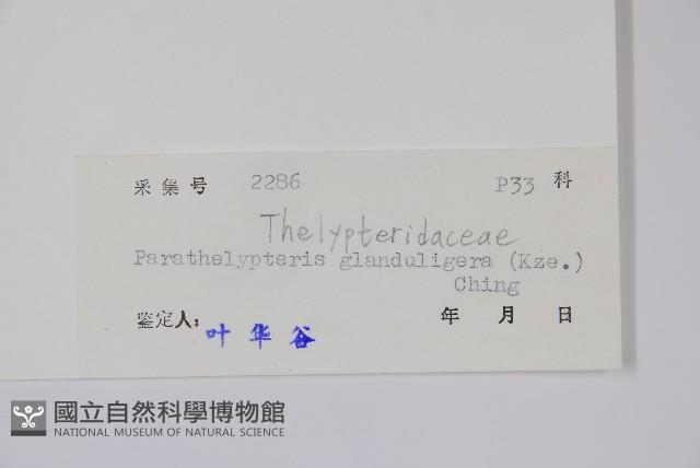 密腺副金星蕨藏品圖，第2張