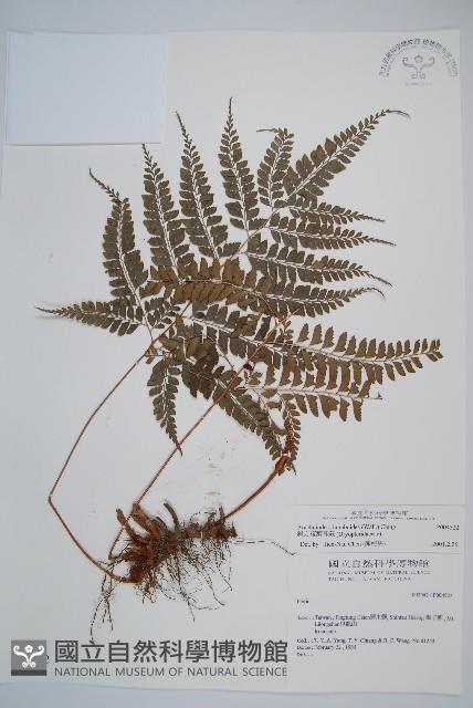 斜方複葉耳蕨藏品圖，第1張