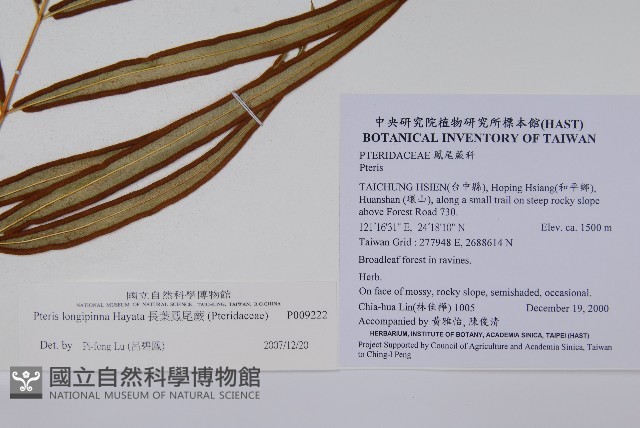 長葉鳳尾蕨藏品圖，第2張