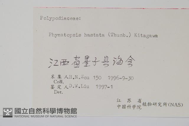 金雞腳藏品圖，第2張