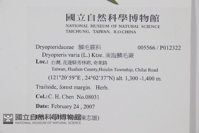 南海鱗毛蕨藏品圖，第2張