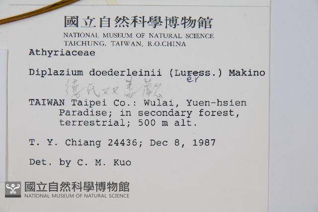 德氏雙蓋蕨藏品圖，第2張