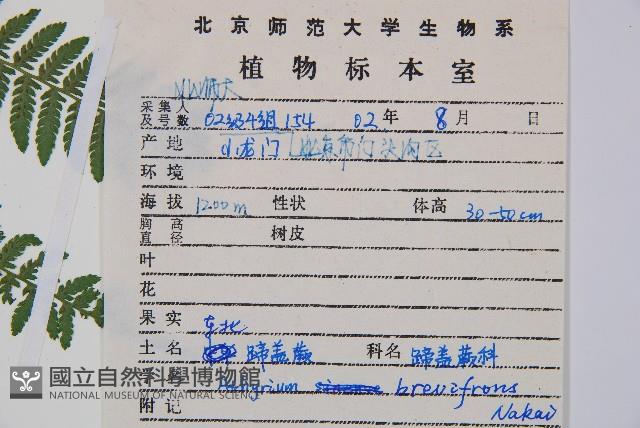 短葉蹄蓋蕨藏品圖，第2張