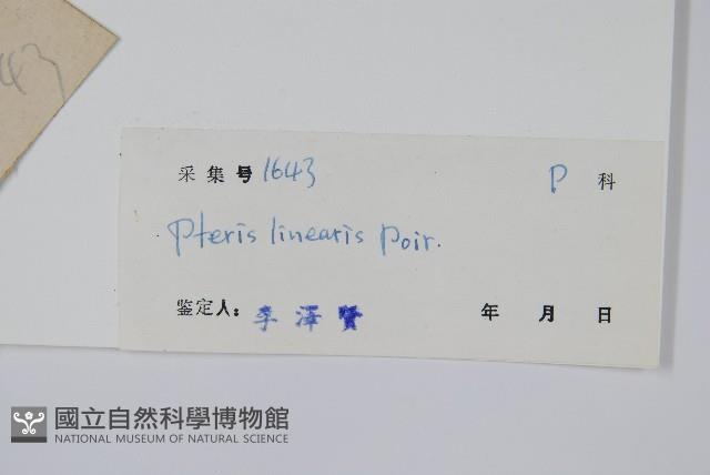 三角脈鳳尾蕨藏品圖，第2張