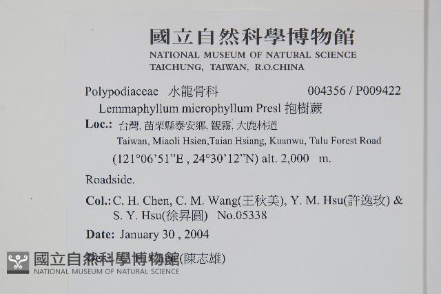 抱樹蕨、伏石蕨藏品圖，第2張