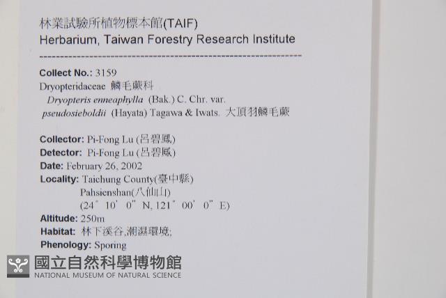 大頂羽鱗毛蕨藏品圖，第2張