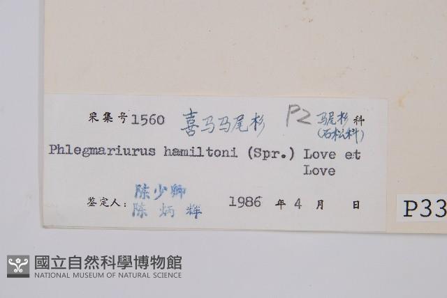 喜馬馬尾杉藏品圖，第2張