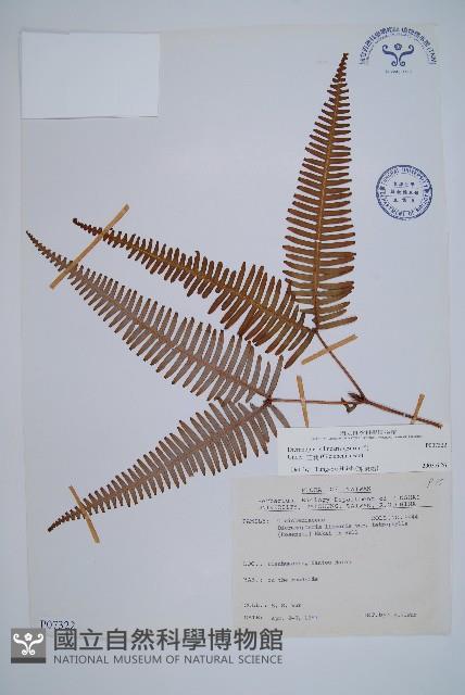 芒萁藏品圖，第1張