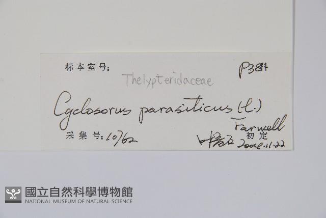 密毛毛蕨藏品圖，第2張