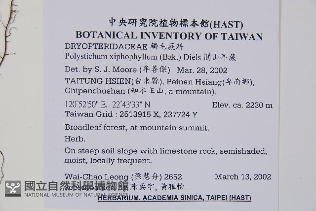 關山耳蕨藏品圖，第2張