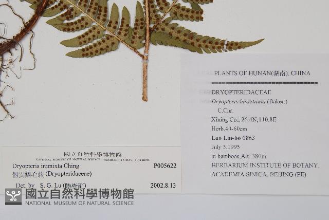 假異鱗毛蕨藏品圖，第2張