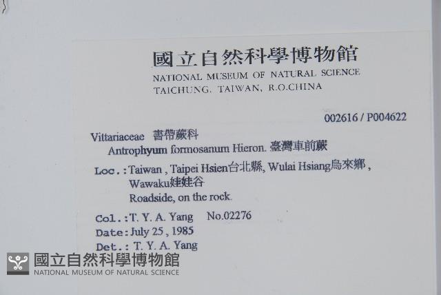 臺灣車前蕨藏品圖，第2張