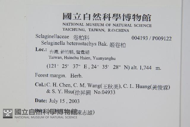 膜葉卷柏藏品圖，第2張