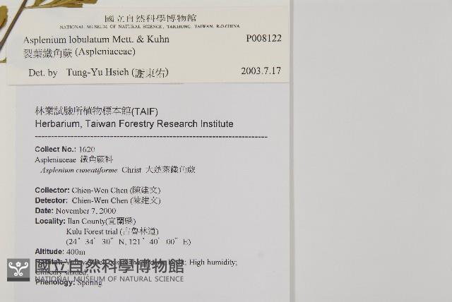 裂葉鐵角蕨藏品圖，第5張