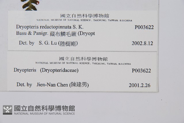 藏布鱗毛蕨藏品圖，第2張