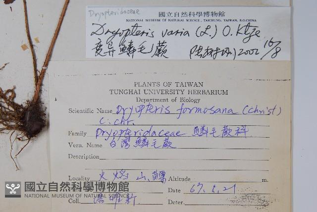 南海鱗毛蕨藏品圖，第2張