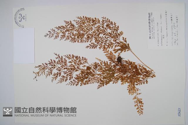 烏蕨藏品圖，第1張