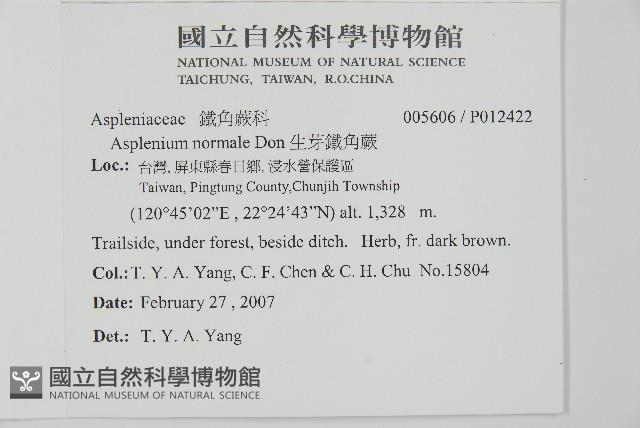 生芽鐵角蕨藏品圖，第2張